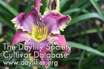 Daylily Metallic Montage